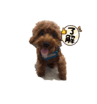 早食い犬（個別スタンプ：7）
