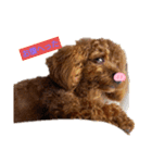早食い犬（個別スタンプ：12）