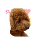 早食い犬（個別スタンプ：15）