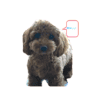 早食い犬（個別スタンプ：16）