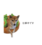 柴犬りょうた⑤（個別スタンプ：1）