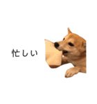 柴犬りょうた⑤（個別スタンプ：3）