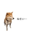柴犬りょうた⑤（個別スタンプ：4）