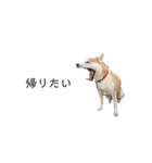 柴犬りょうた⑤（個別スタンプ：5）