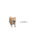 柴犬りょうた⑤（個別スタンプ：8）
