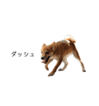 柴犬りょうた⑤（個別スタンプ：9）