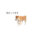 柴犬りょうた⑤（個別スタンプ：11）