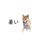 柴犬りょうた⑤（個別スタンプ：14）