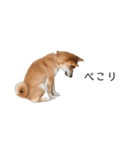 柴犬りょうた⑤（個別スタンプ：16）