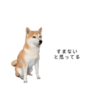 柴犬りょうた⑤（個別スタンプ：17）