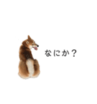 柴犬りょうた⑤（個別スタンプ：18）