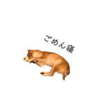 柴犬りょうた⑤（個別スタンプ：19）
