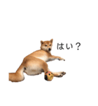 柴犬りょうた⑤（個別スタンプ：21）