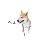 柴犬りょうた⑤（個別スタンプ：23）