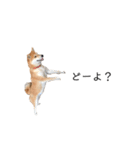 柴犬りょうた⑤（個別スタンプ：25）