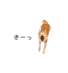 柴犬りょうた⑤（個別スタンプ：27）