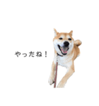 柴犬りょうた⑤（個別スタンプ：30）