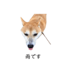 柴犬りょうた⑤（個別スタンプ：32）