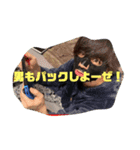 いぬたぬき スタンプ【非公式】（個別スタンプ：16）