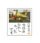 ゆきちゃん宅スタンプ17（個別スタンプ：13）