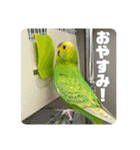 ゆきちゃん宅スタンプ17（個別スタンプ：24）