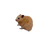 つよしでちゅ！！！！！（個別スタンプ：11）