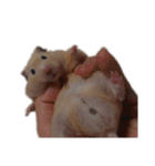 つよしでちゅ！！！！！（個別スタンプ：15）
