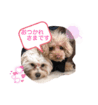 くぅ・パールのスタンプ（個別スタンプ：5）