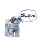 シーズーのもぐとにこの関西弁スタンプ（個別スタンプ：3）