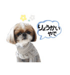 シーズーのもぐとにこの関西弁スタンプ（個別スタンプ：4）