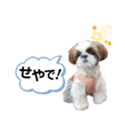 シーズーのもぐとにこの関西弁スタンプ（個別スタンプ：6）