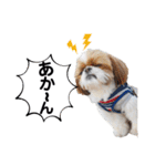 シーズーのもぐとにこの関西弁スタンプ（個別スタンプ：7）