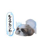 シーズーのもぐとにこの関西弁スタンプ（個別スタンプ：10）