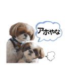 シーズーのもぐとにこの関西弁スタンプ（個別スタンプ：16）