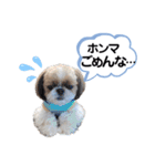 シーズーのもぐとにこの関西弁スタンプ（個別スタンプ：20）