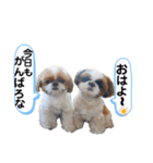 シーズーのもぐとにこの関西弁スタンプ（個別スタンプ：21）
