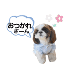 シーズーのもぐとにこの関西弁スタンプ（個別スタンプ：22）