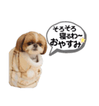 シーズーのもぐとにこの関西弁スタンプ（個別スタンプ：23）