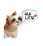 シーズーのもぐとにこの関西弁スタンプ（個別スタンプ：24）
