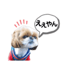 シーズーのもぐとにこの関西弁スタンプ（個別スタンプ：29）