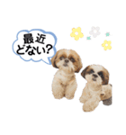 シーズーのもぐとにこの関西弁スタンプ（個別スタンプ：32）