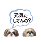 シーズーのもぐとにこの関西弁スタンプ（個別スタンプ：33）