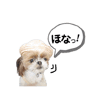 シーズーのもぐとにこの関西弁スタンプ（個別スタンプ：34）