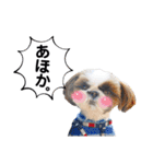 シーズーのもぐとにこの関西弁スタンプ（個別スタンプ：35）