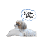 シーズーのもぐとにこの関西弁スタンプ（個別スタンプ：36）