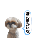 シーズーのもぐとにこの関西弁スタンプ（個別スタンプ：37）
