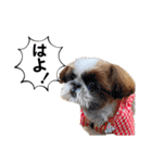 シーズーのもぐとにこの関西弁スタンプ（個別スタンプ：38）