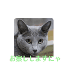 ぎんじろう2nd（個別スタンプ：5）