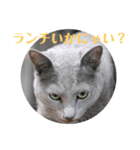 ぎんじろう2nd（個別スタンプ：7）