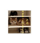 ちぃととくぅ2（個別スタンプ：6）